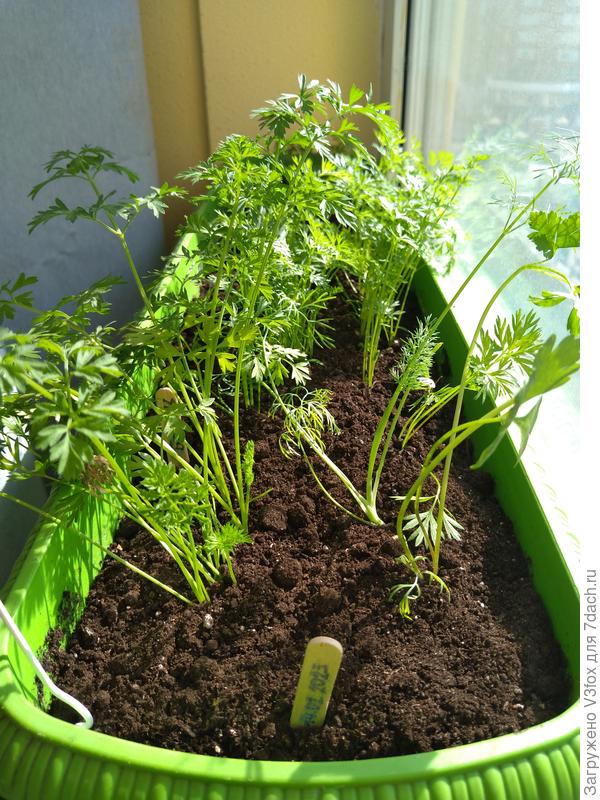 Каротель ближняя. Не считая одной петрушки и укропа. Благородный сорняк))