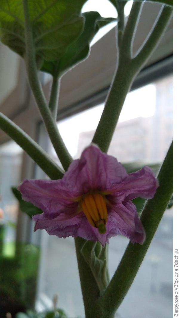 Баклажан Малыш Патио.