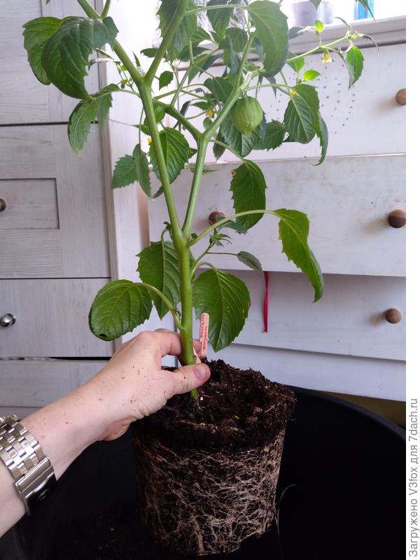 Переезд в более большую тару... 6 литровую.