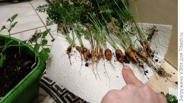 Каротель и Лида Ф1