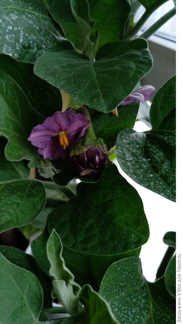 По моим наблюдениям: на тонких ножках цветочки мальчики, на толстых -девочки....