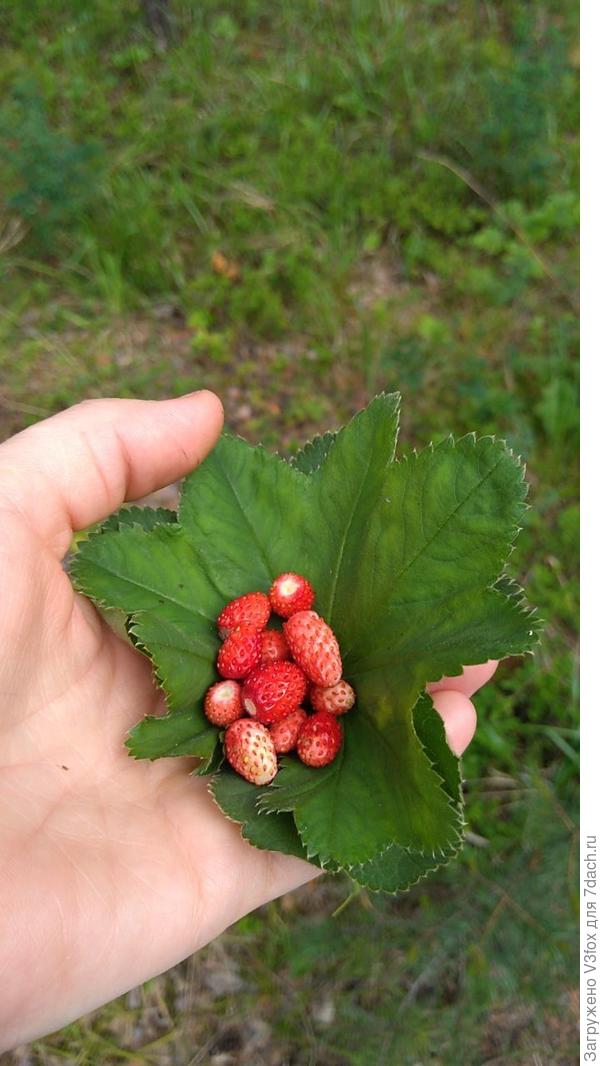 Мини сборы на прогулке