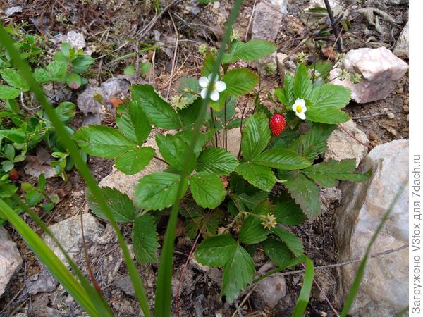 Лесная земляника