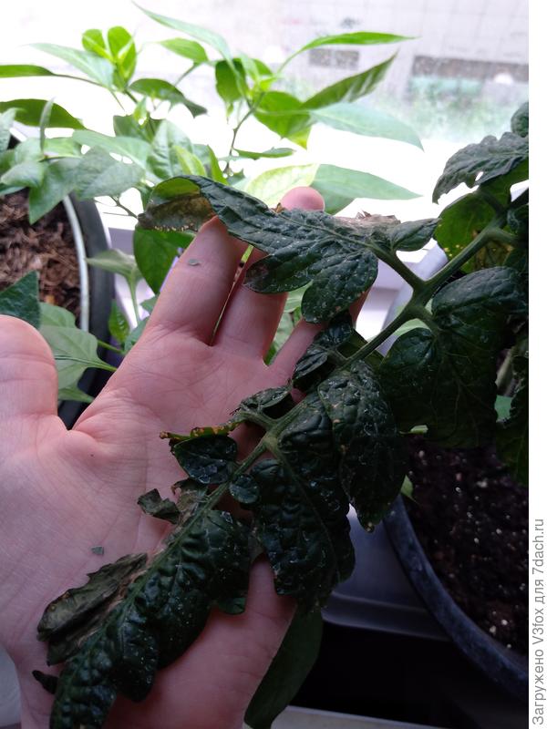 Листья, из десятка одно такое