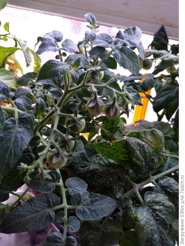 Это точно каменный цветок