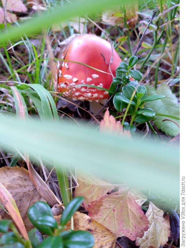 Мухомор. Откуда такое название?))