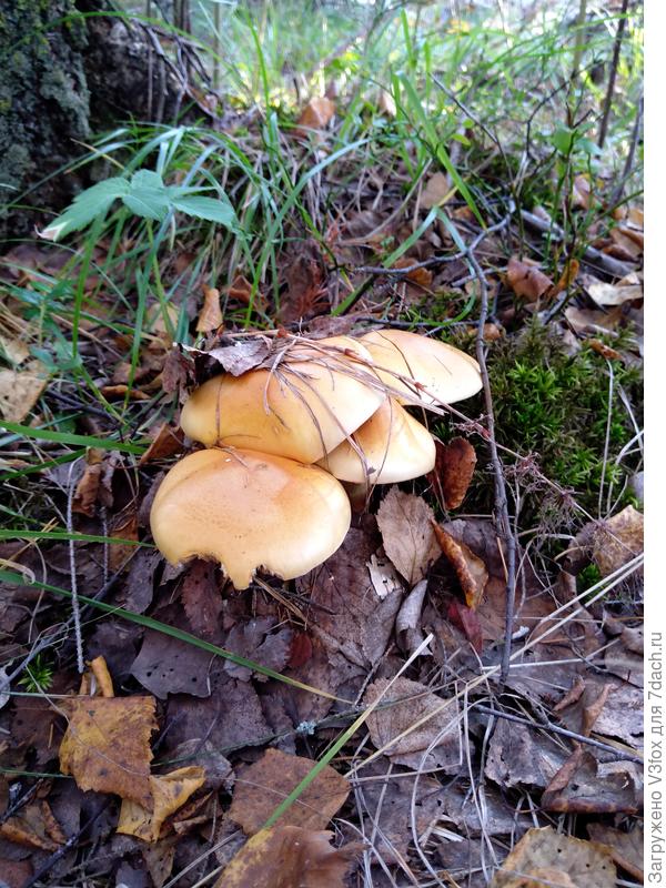 А это тоже какая-то поганка.. (наверно)..