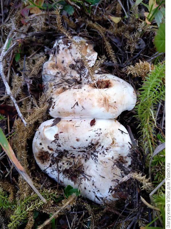 Грузди белые