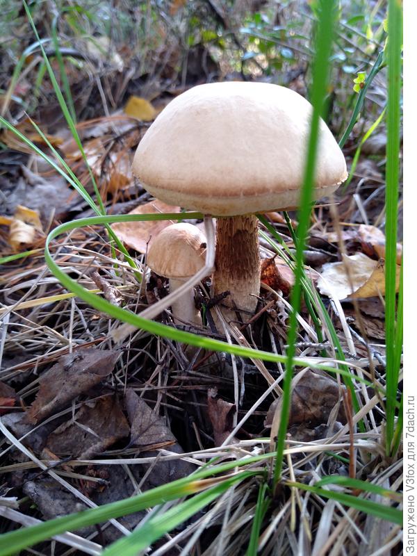 Парочка, гусь и гагарочка.. :D