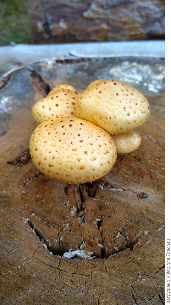 Вместо букетика)