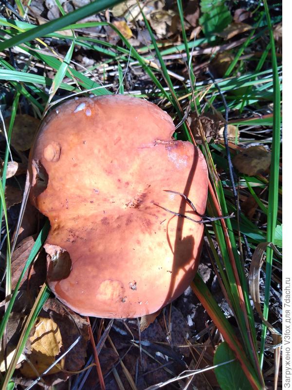 Груздь красно-коричневый