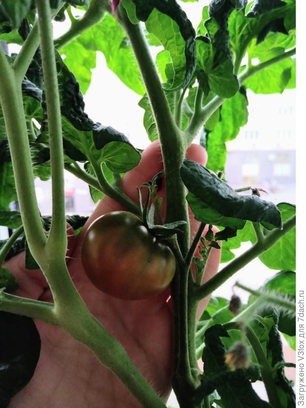 Смех Кукабарры краснеет на кусту.