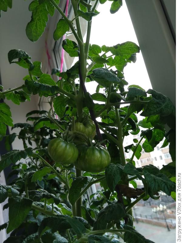 Привет с подоконника))