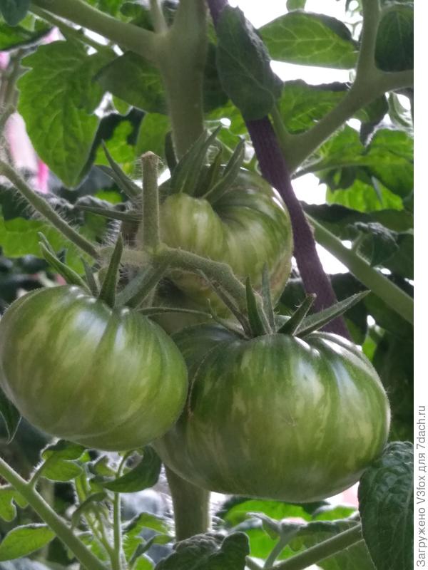 Тай дай Фред. Пока только три помидорки на кусту..