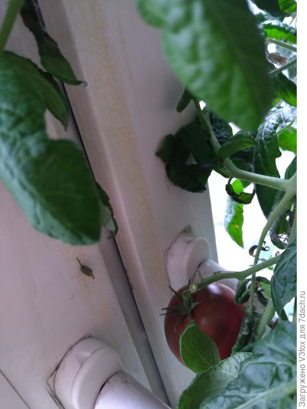 Зреют. Этот я сняла сегодня.