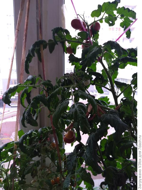 Со Смехом Кукарабы сложные отношения, вяжет хорошо. А на вкус не впячетлило.