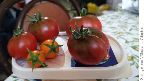 Сегодняшний сбор. Правда сегодня забыла взвесить помидорки. Они определенно мельчают. Наверно пора подсвечивать.