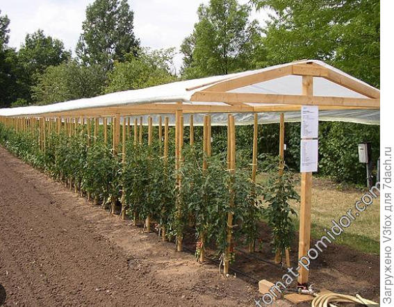 удлиненный грибок