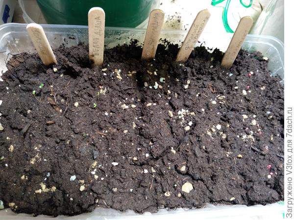 Всходы мелкоплодной. 20.01. Али-баба думает...