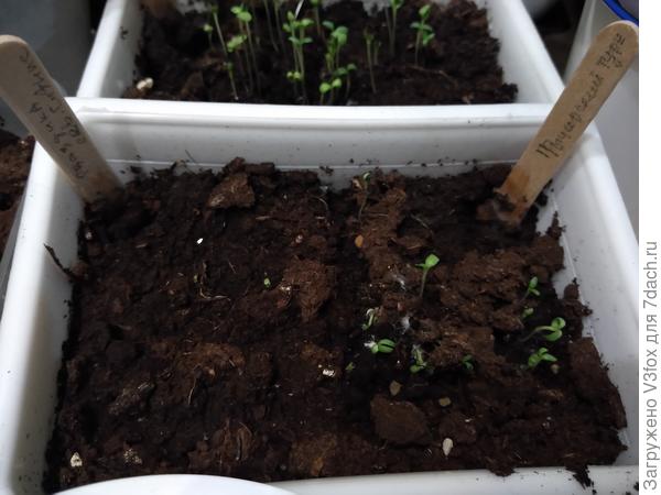 Северное Сияние и Рыцарский турнир.