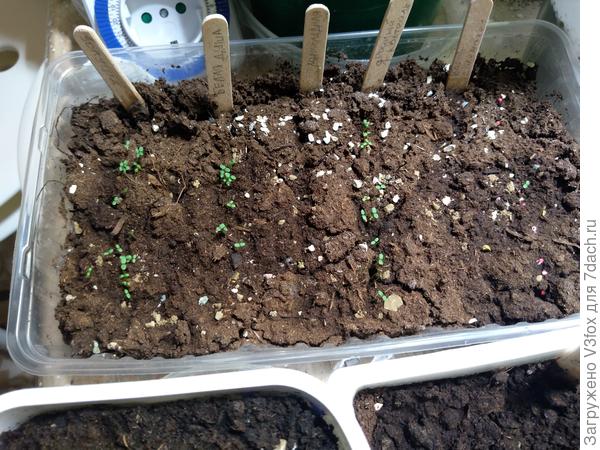 Всходы мелкоплодной земляники спустя три дня (23.01)