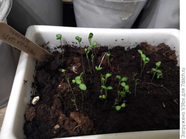 Шабошка, пока нет настоящих листиков, семидольки.