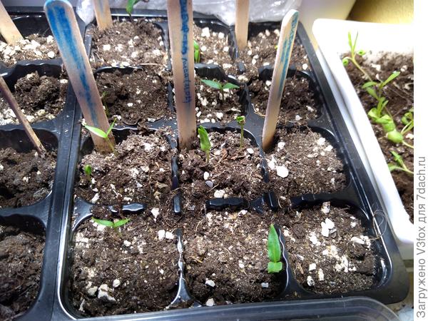 Перцы. Сиб сад снова отдыхает.