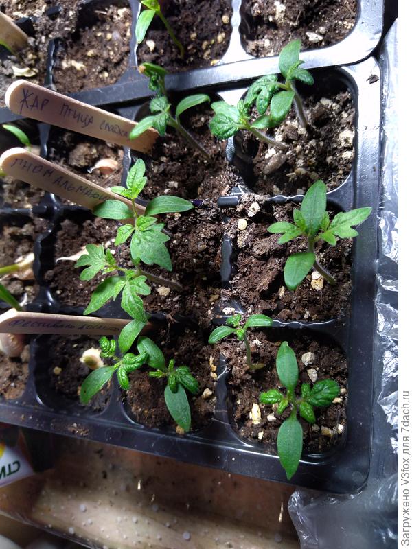 Гномы на 21.02