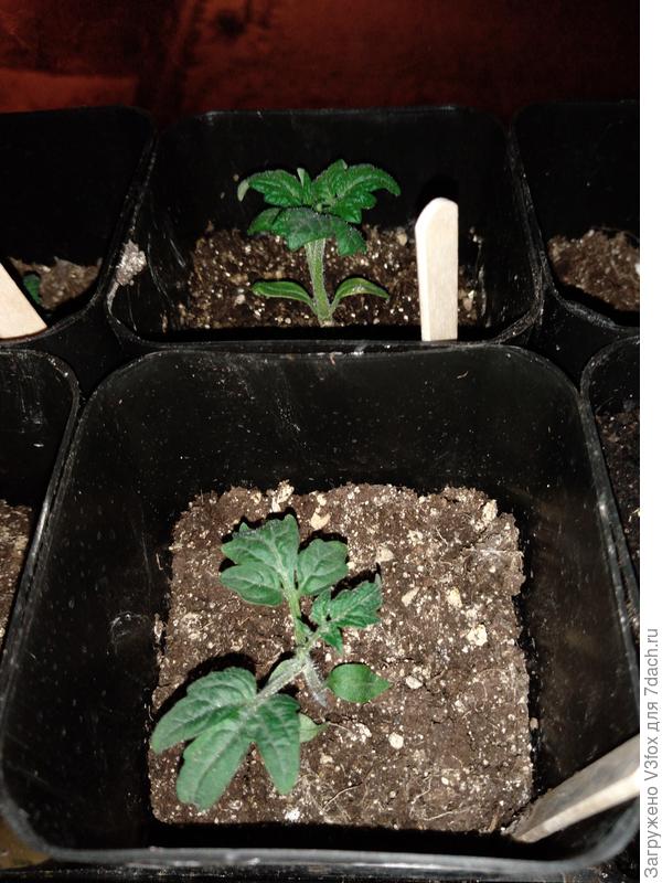 Таких я пересаживала в этот раз.