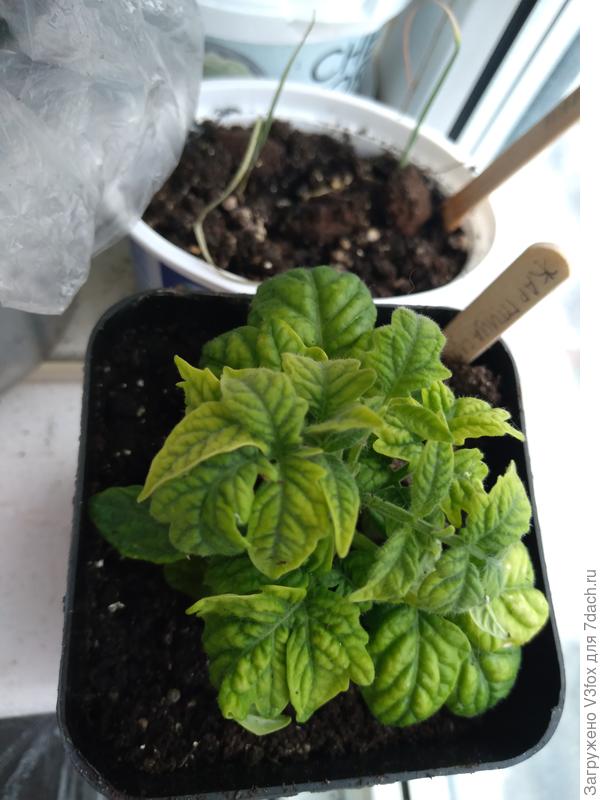 Гном Жар Птица