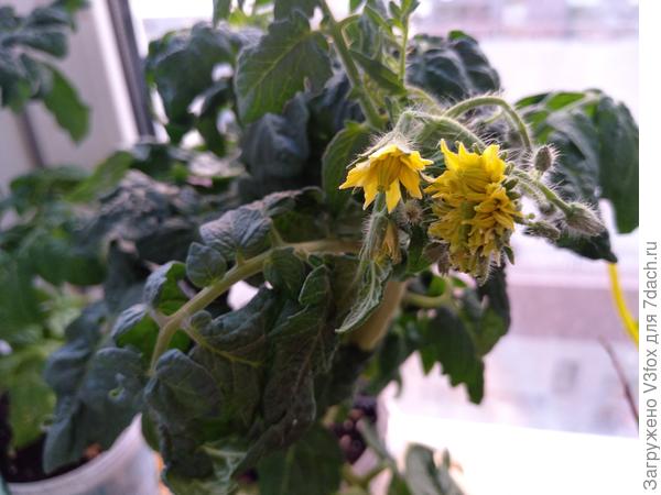 Цветочек нормального человека, и цветочек мутанта.