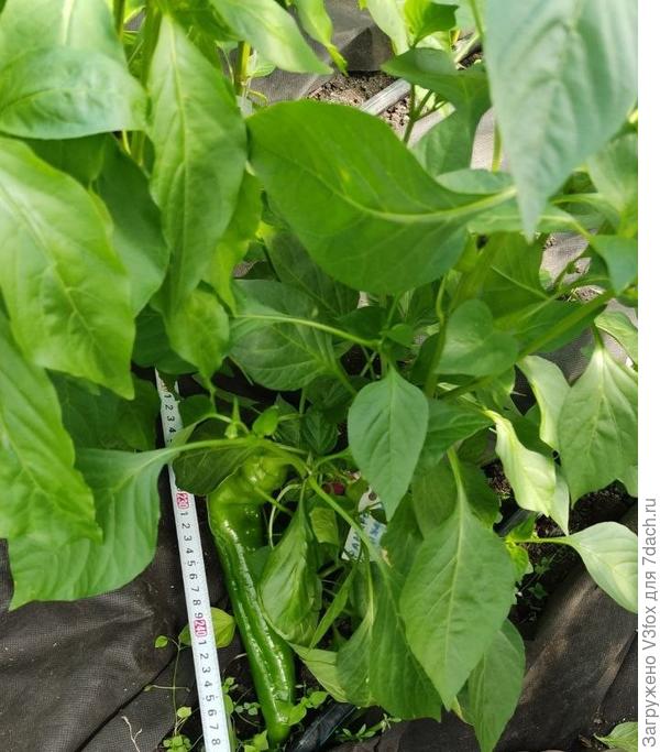 Оранжевый рамиро в теплице. Рулетка для определения длины плодов.а сам кустик 30 см с кепкой.