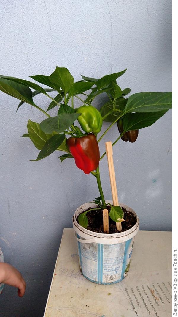 Цесаре́вич от СА. Еще не пробовала.