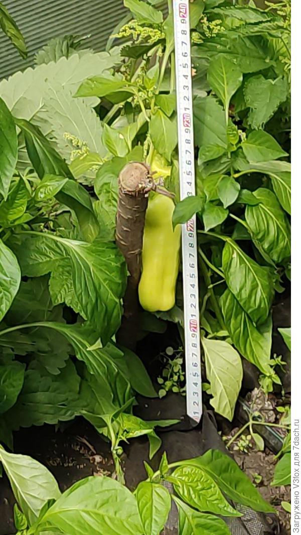 Лиса в теплице