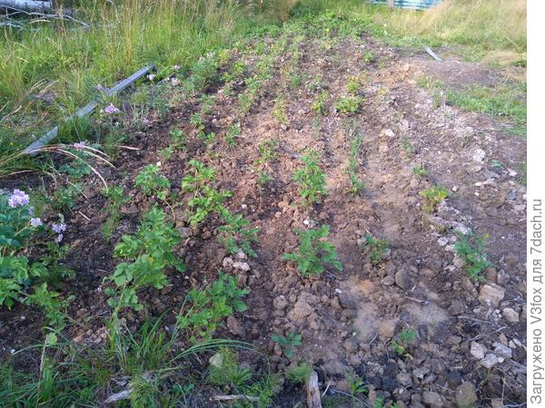 Остатки картошки