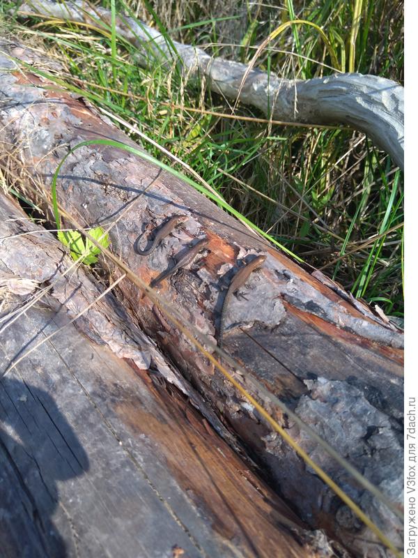 Соображают что-то на троих)