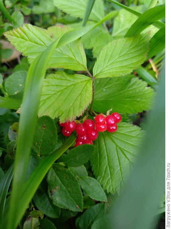 Костяничка