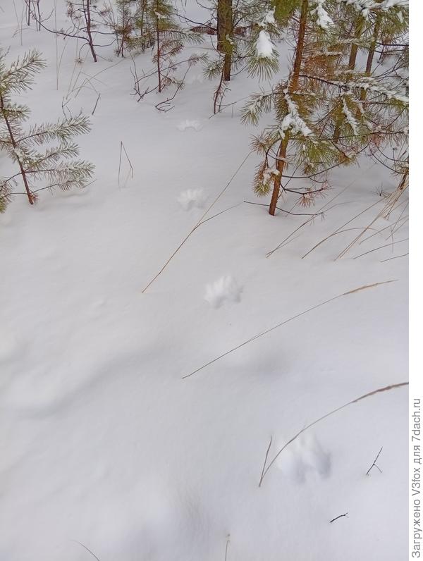 Тоже странные следы