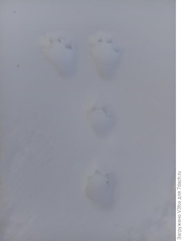 Прямо почти с когтями