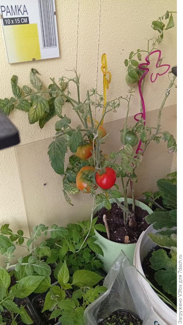 Знаю о чем говорю))))