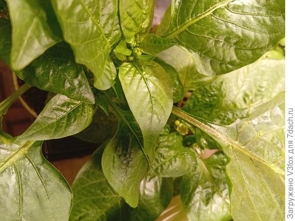 Моя преле-е-есть)))