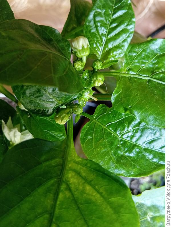 И перцам хорошо....