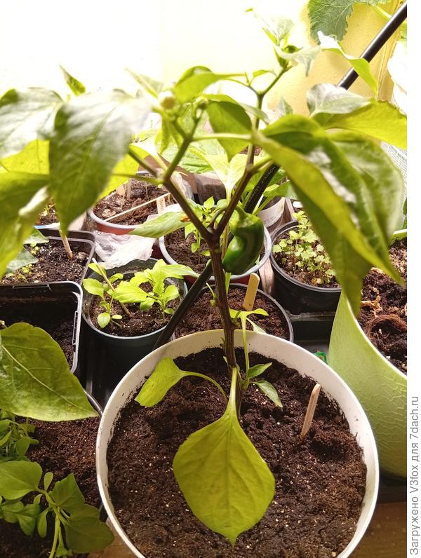 Горшок 2 л. Правда еще доп питание сегодня подлила.