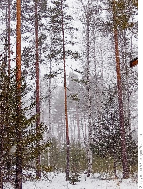 Гнездо в марте