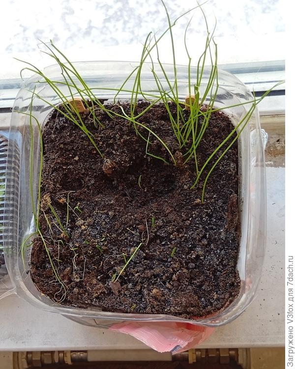 Экси и белый ялтинский