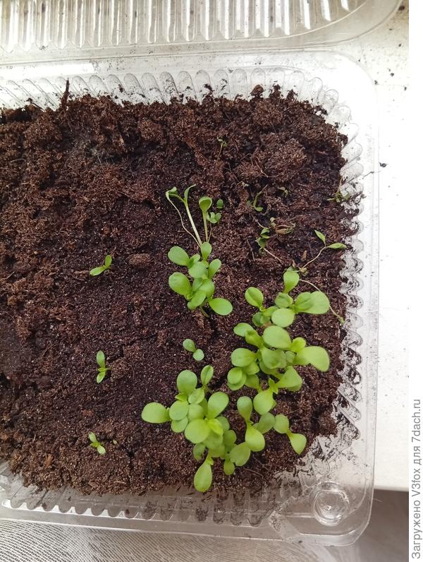 И чего им там не понравилось. Истончаются столики и погибают. Хз почему. Стоят на самом прохоадном подоконнике правда. Ибо мест больше нет. Может конечно вдруг прохладный. Попробую поднять. На пенопласт поставить.