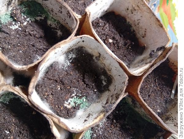 Голубая и белая плесень.