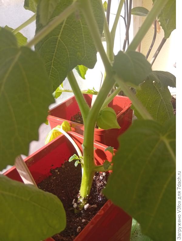 Т. Молли ростит плодик.