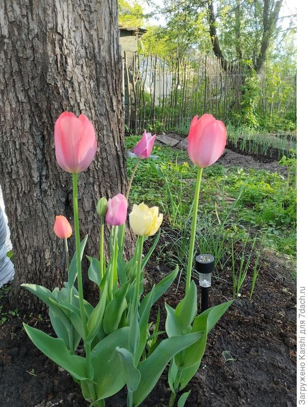 тюльпаны