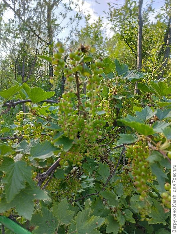 красная смородина